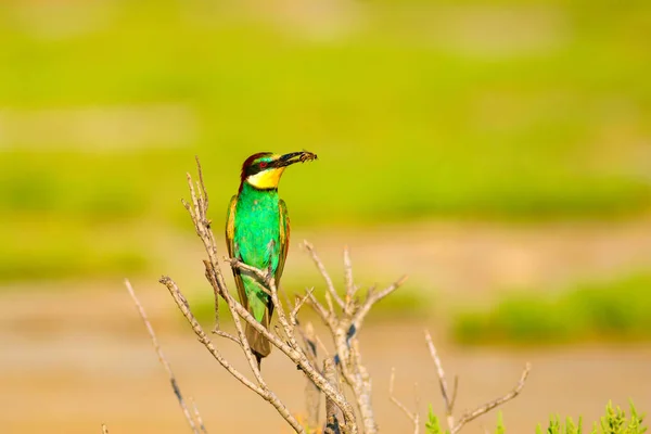 五颜六色的鸟 自然背景 欧洲蜜蜂食客 梅洛普斯阿皮亚斯特 — 图库照片