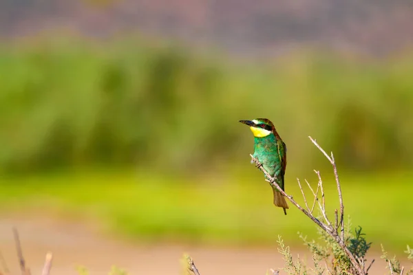 Kolorowy Ptak Tło Przyrodnicze Europejskie Eater Pszczół Merops Apiaster — Zdjęcie stockowe