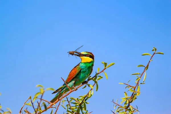 Uccello Colorato Sfondo Cielo Blu Uccello Mangiatore Europeo Api Merops — Foto Stock