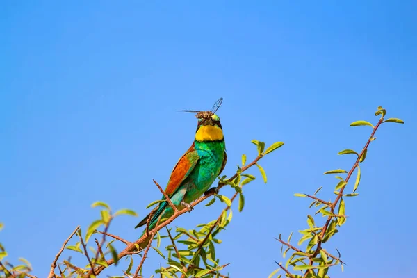 Färgglada Fågeln Blå Himmel Bakgrund Fågel European Bee Eater Merops — Stockfoto