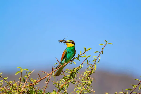 Bunter Vogel Blauer Himmel Hintergrund Vogel Europäischer Bienenfresser Merops Apiaster — Stockfoto