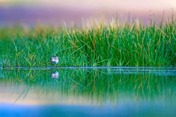 Víz Madarak Természet Madár Zöld Élőhelyei Háttérben Természetes Tapéták — Stock Fotó