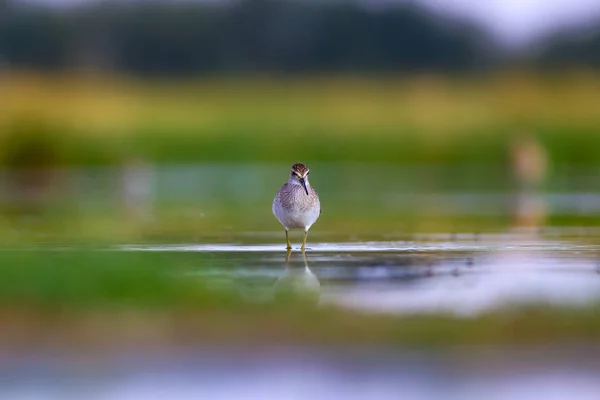Vatten Och Fågel Natur Habitat Färgglad Natur Bakgrund — Stockfoto