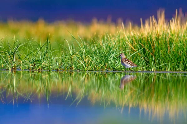 水の鳥 自然と鳥緑の湖の生息地の背景 自然な壁紙 — ストック写真