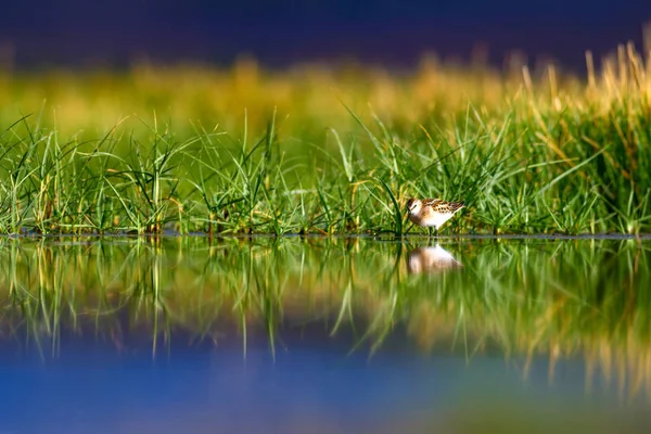 Pássaros Aquáticos Natureza Pássaro Fundo Habitat Lago Verde Papel Parede — Fotografia de Stock