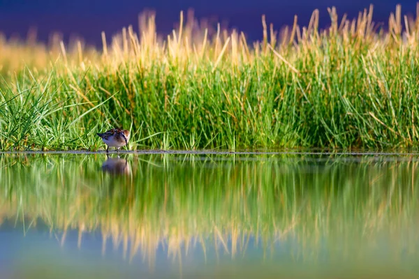 Wasservögel Natur Und Vogel Lebensraum Grüner See Hintergrund Naturtapete — Stockfoto