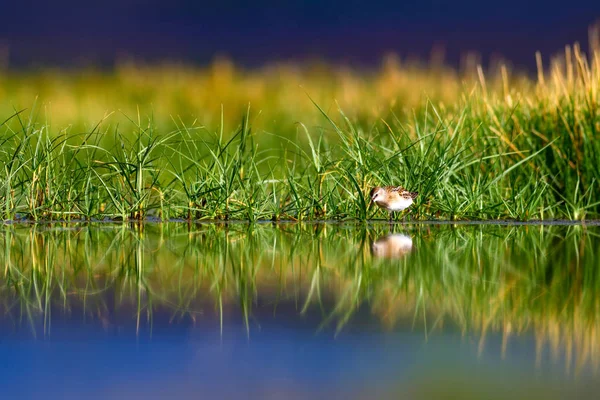 Pássaros Aquáticos Natureza Pássaro Fundo Habitat Lago Verde Papel Parede — Fotografia de Stock