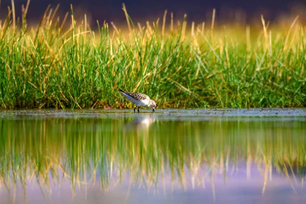 Wasservögel Natur Und Vogel Lebensraum Grüner See Hintergrund Naturtapete — Stockfoto
