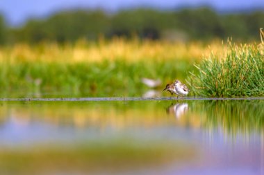 Su kuşları. Doğa ve kuş. Yeşil göl habitat arka plan. Doğal duvar kağıdı.