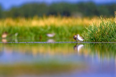 Su kuşları. Doğa ve kuş. Yeşil göl habitat arka plan. Doğal duvar kağıdı.