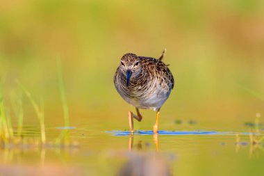 Su kuşu. Renkli doğa arka plan.
