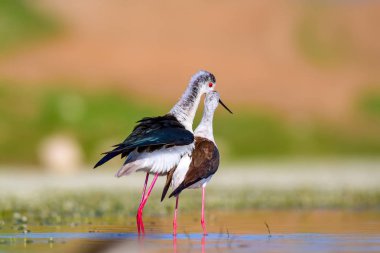 Sevimli kuş çiftliği. Ortak su kuşları. Kuş; Siyah kanatlı Stilt. Himantopus himantopus. Renkli doğa arka plan.