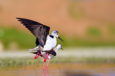 Sevimli kuş çiftliği. Ortak su kuşları. Kuş; Siyah kanatlı Stilt. Himantopus himantopus. Renkli doğa arka plan.