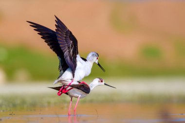 Sevimli kuş çiftliği. Ortak su kuşları. Kuş; Siyah kanatlı Stilt. Himantopus himantopus. Renkli doğa arka plan.