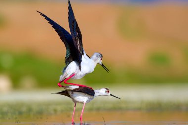 Sevimli kuş çiftliği. Ortak su kuşları. Kuş; Siyah kanatlı Stilt. Himantopus himantopus. Renkli doğa arka plan.