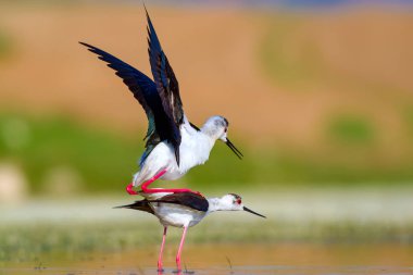 Sevimli kuş çiftliği. Ortak su kuşları. Kuş; Siyah kanatlı Stilt. Himantopus himantopus. Renkli doğa arka plan.