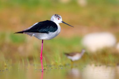 Ortak su kuşu. Doğal Arka Plan. Kuş: Siyah kanatlı Stilt. Himantopus himantopus