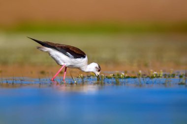 Ortak su kuşu. Doğal Arka Plan. Kuş: Siyah kanatlı Stilt. Himantopus himantopus