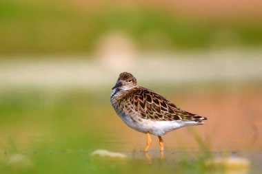 Su kuşu ve sulak alan yaşam arka planı. 