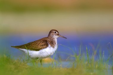 Sevimli su kuşu. Sıradan bir kuş. Doğal arka plan. Kuş: Ortak Sandpiper. Aktit hipoleukozları.