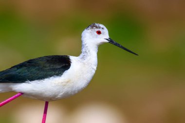 Ortak su kuşu. Doğal Arka Plan. Kuş: Siyah kanatlı Stilt. Himantopus himantopus