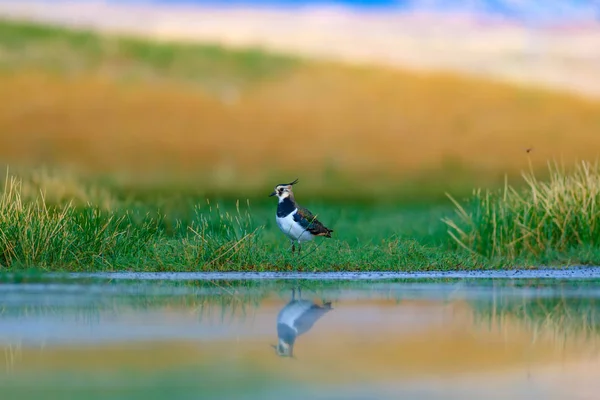 Милая Колорфу Водоплавающая Птица Зеленый Фон Природы Птица Северное Крыло — стоковое фото
