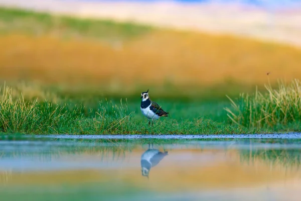 Mignon Oiseau Eau Colorfu Fond Vert Nature Oiseau Northern Lapwing — Photo