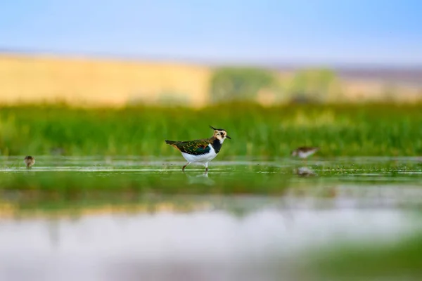 Mignon Oiseau Eau Colorfu Fond Vert Nature Oiseau Northern Lapwing — Photo