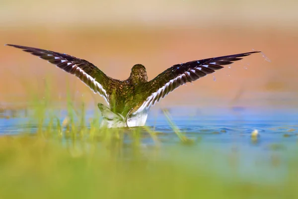 Niedlicher Wasservogel Gemeiner Vogel Natürlicher Hintergrund Vogel Wasserläufer Aktitis Hypoleucos — Stockfoto