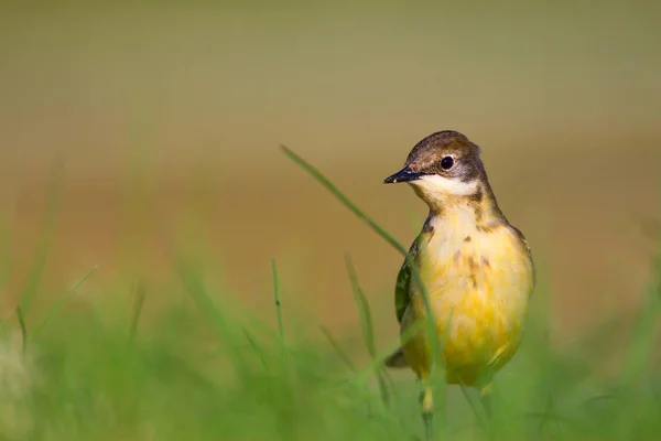 Милая Желтая Птица Природа Bird Western Yellow Wagtail — стоковое фото