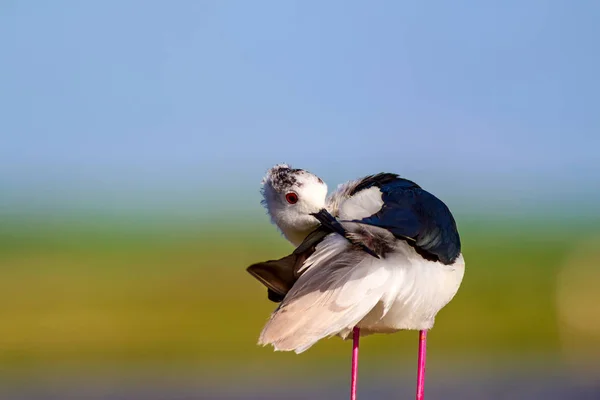 一般的な水鳥 自然な背景 黒い翼のスティルト ヒワントプスヒムトプス — ストック写真