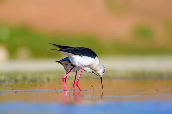 Cute bird\'s mating. Common water birds. Bird; Black winged Stilt. Himantopus himantopus. Colorful nature background.