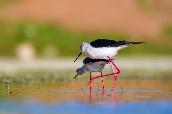 Cute bird\'s mating. Common water birds. Bird; Black winged Stilt. Himantopus himantopus. Colorful nature background.