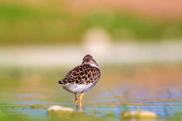 Common water bird. Colorful nature background.