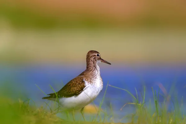 Lindo Pájaro Pájaro Común Fondo Natural Aves Flautista Arena Común — Foto de Stock