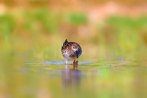 水鳥と湿地の生息地の背景 — ストック写真