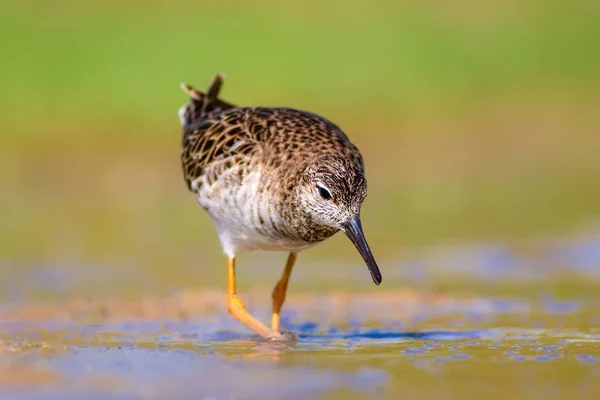 Fundo Habitat Aves Aquáticas Zonas Húmidas — Fotografia de Stock