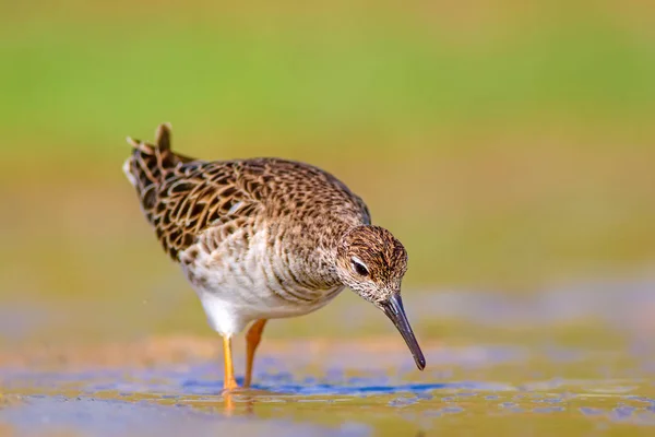 水鸟与湿地栖息地背景 — 图库照片