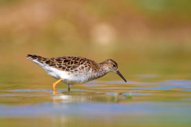 Su kuşu ve sulak alan yaşam arka planı. 