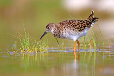 Su kuşu ve sulak alan yaşam arka planı. 