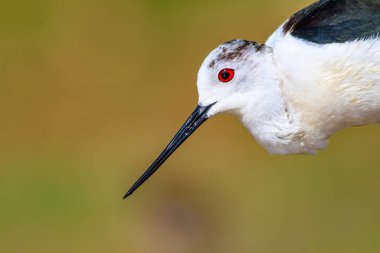 Ortak su kuşu. Doğal Arka Plan. Kuş: Siyah kanatlı Stilt. Himantopus himantopus