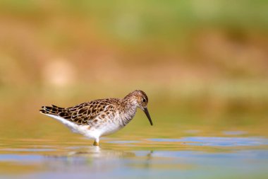 Su kuşu ve sulak alan yaşam arka planı. 