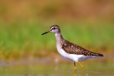 Sevimli su kuşu Wood Sandpiper. Su doğa arka plan. Kuş: Tringa parlama. 