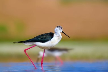 Ortak su kuşu. Doğal Arka Plan. Kuş: Siyah kanatlı Stilt. Himantopus himantopus