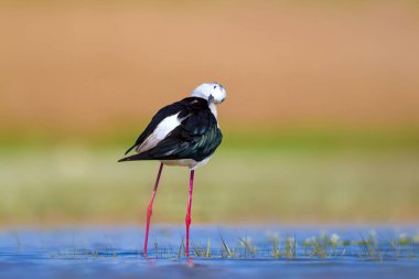 Ortak su kuşu. Doğal Arka Plan. Kuş: Siyah kanatlı Stilt. Himantopus himantopus