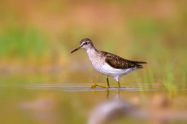 Sevimli su kuşu Wood Sandpiper. Su doğa arka plan. Kuş: Tringa parlama. 