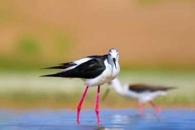 Ortak su kuşu. Doğal Arka Plan. Kuş: Siyah kanatlı Stilt. Himantopus himantopus