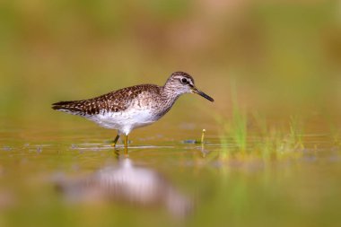 Sevimli su kuşu Wood Sandpiper. Su doğa arka plan. Kuş: Tringa parlama. 