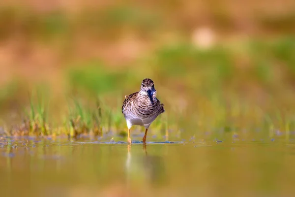 Fundo Habitat Aves Aquáticas Zonas Húmidas — Fotografia de Stock