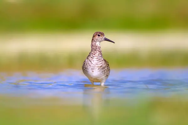 Fundo Habitat Aves Aquáticas Zonas Húmidas — Fotografia de Stock